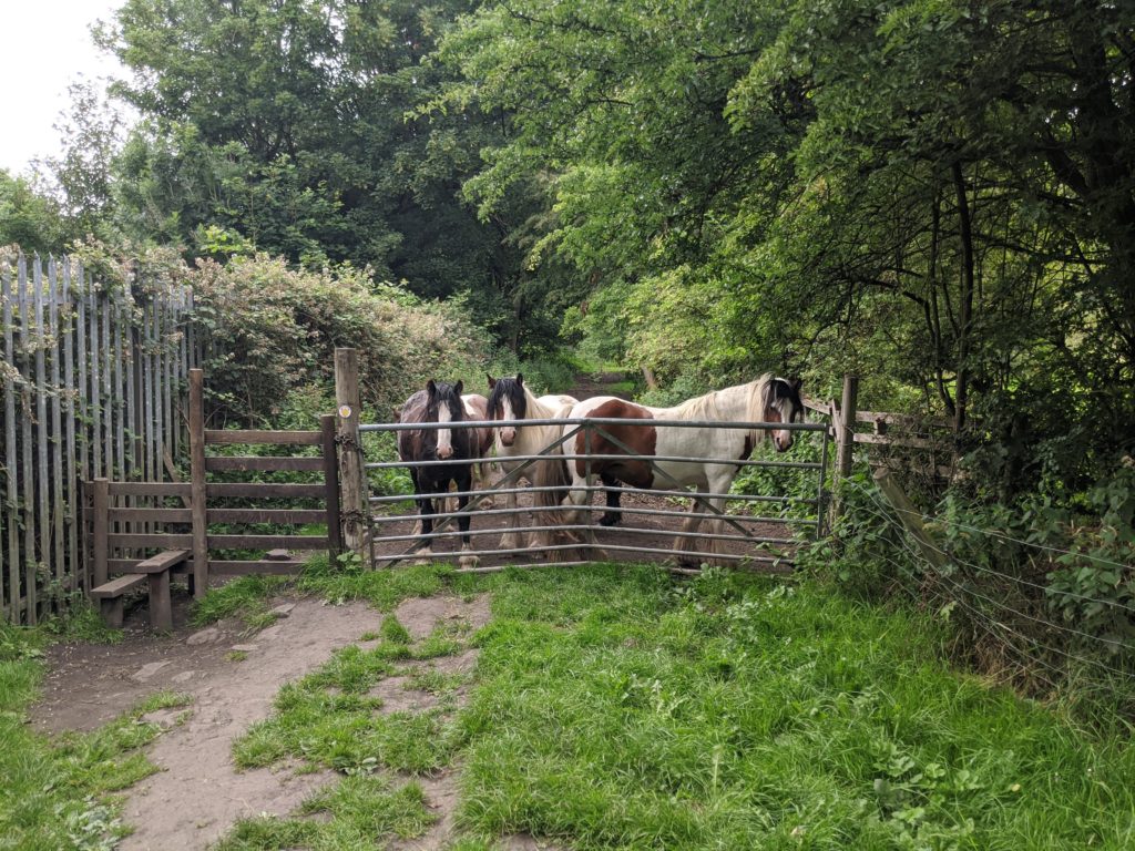 Horses gathered at gate.