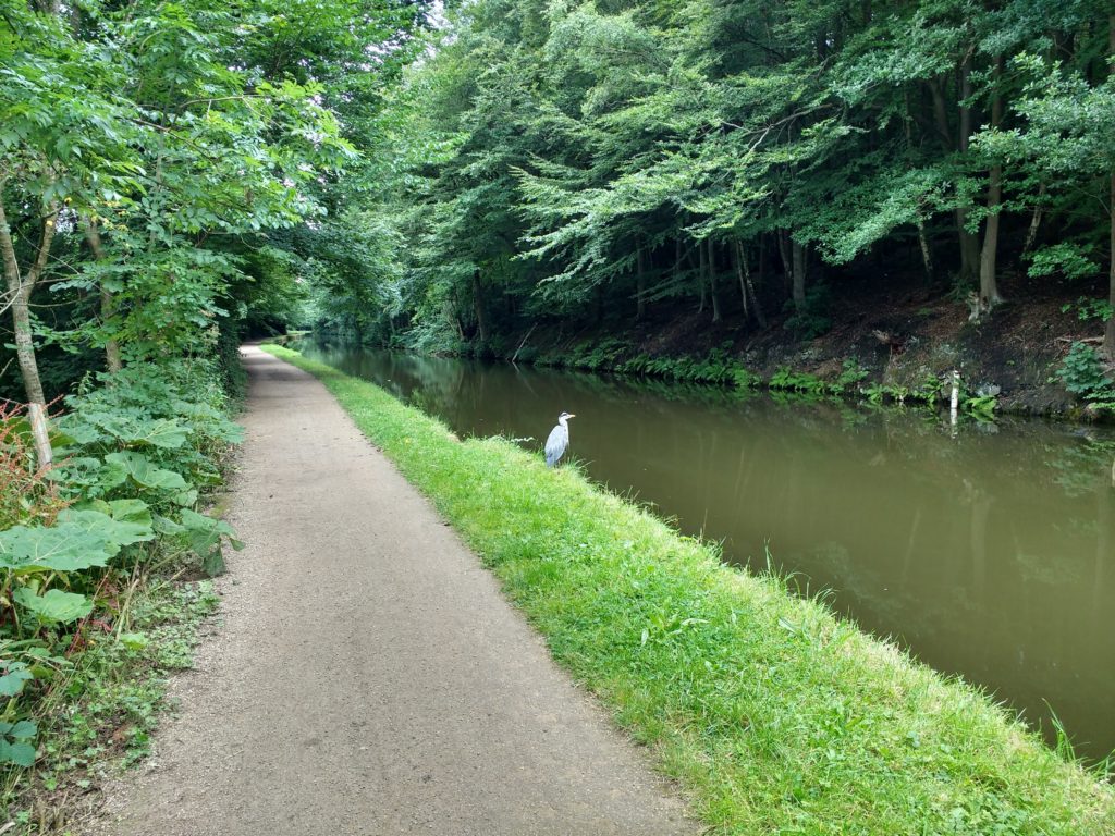 Heron on towpath.