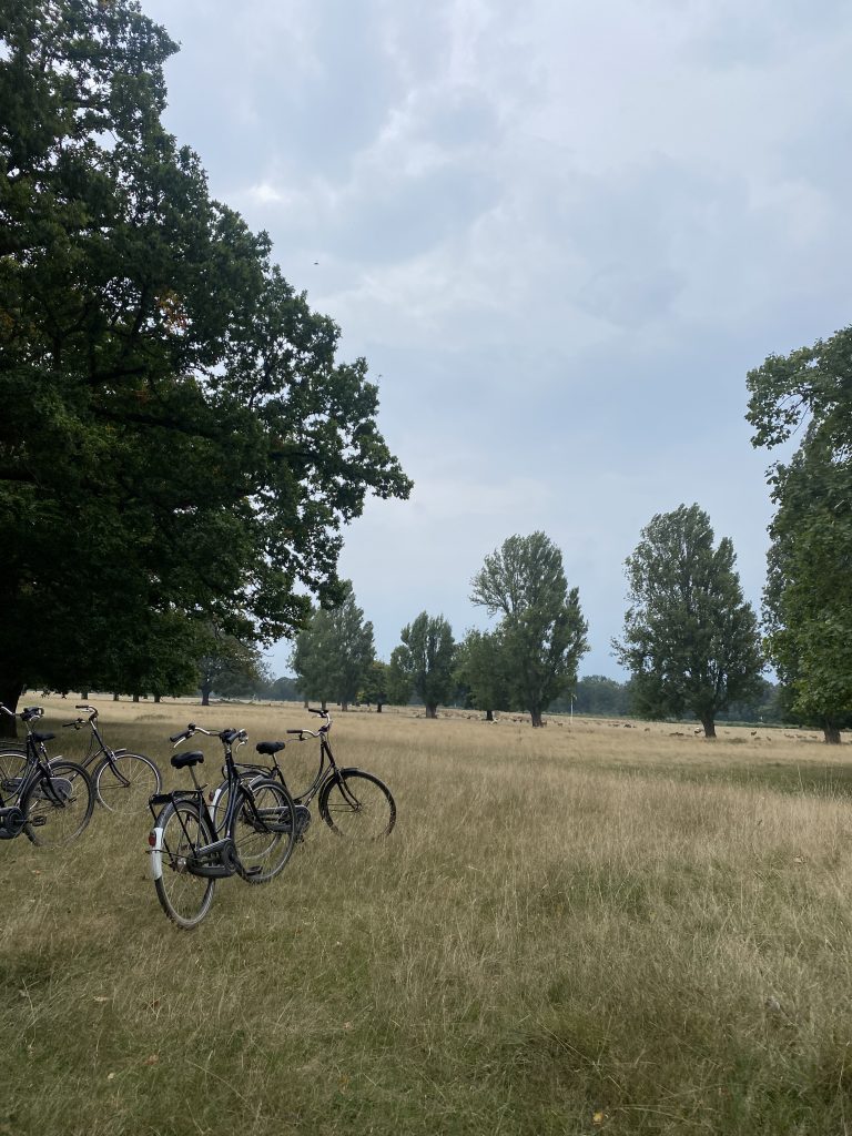 Group of bikes in parkland with deer