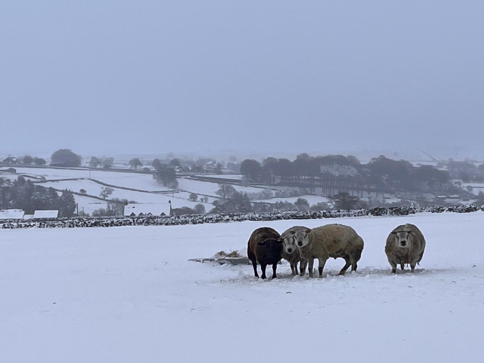 A snowy field with four sheep huddled together.