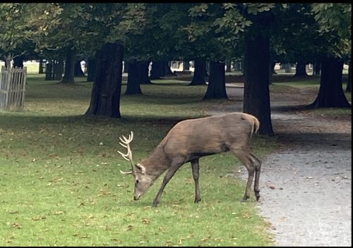 A deer grazing at Hampton Court